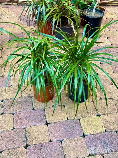 Пальма драцена