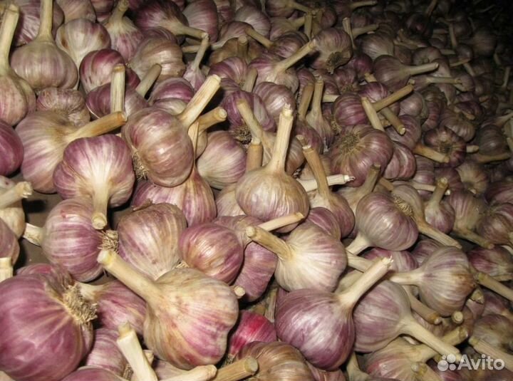Чеснок на посадку