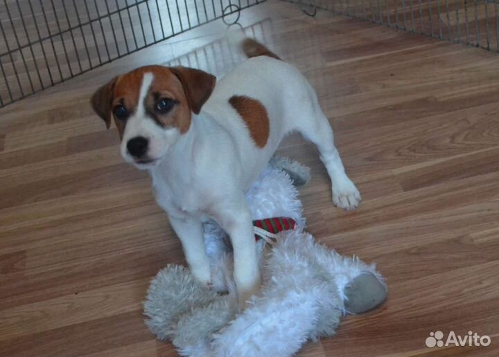 Девочка 3 месяца