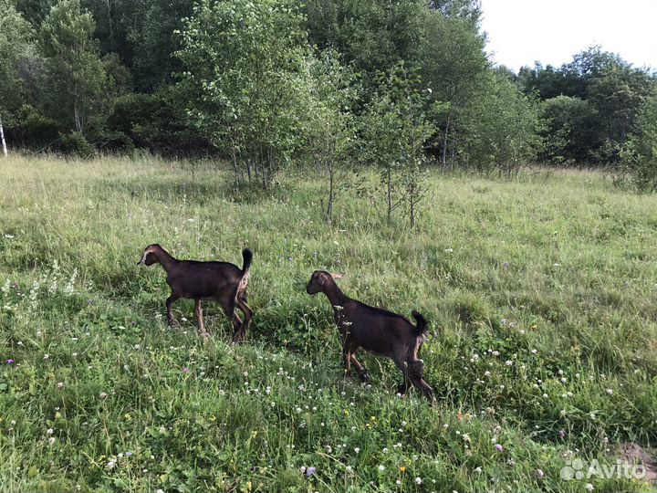 Нубийские козочки