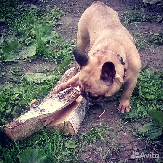 Дрова колотые берёзовые