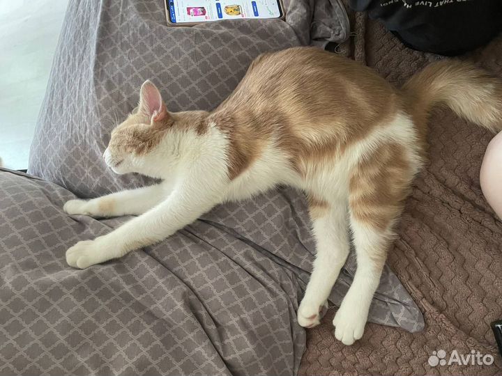 Котенок В очень добрые руки