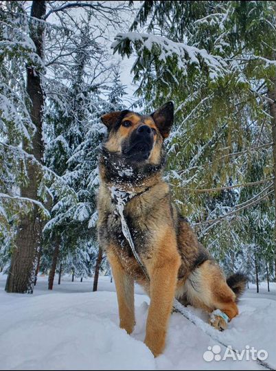 Собака ищет дом