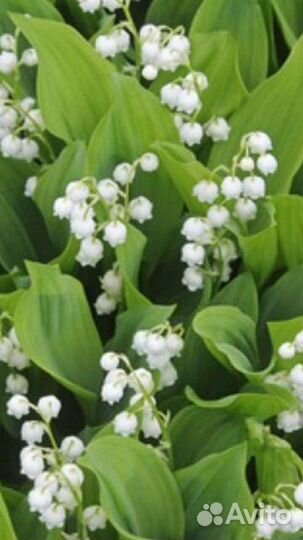 Ландыш майский многолетний