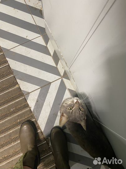 Котик бесплатно