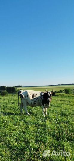 Корова айширская высокоудойная