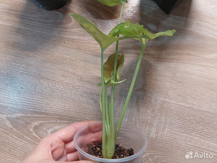 Сингониумы