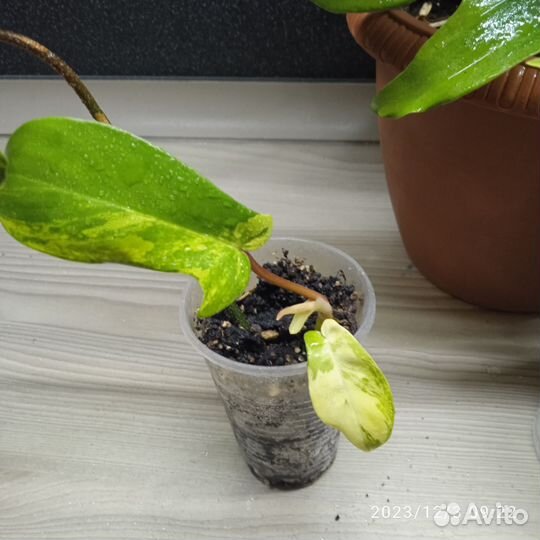 Филодендрон magic mask