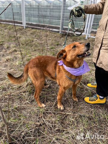 Собака в добрые руки отдам бесплатно