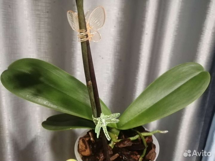 Орхидея Фаленопсис бабочка Сого Юкидан es