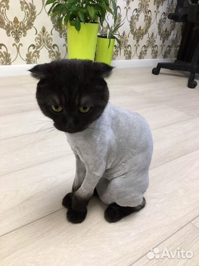 Грумер. Стрижка и вычес кошек (возможен выезд)