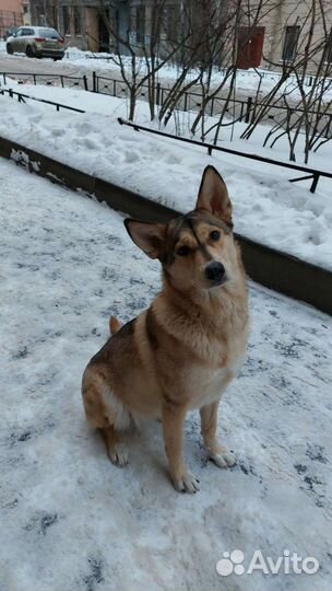 Собака в добрые руки