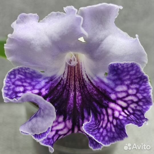 Стрептокарпус детки