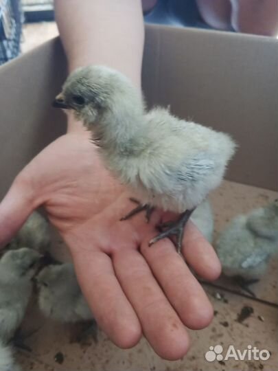 Цыплята Амераукана лаванда