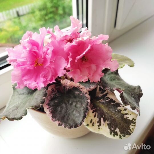 Фиалка сортовая