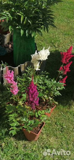 Астильба, махровые. Многолетники. Ромашка. Бордюры