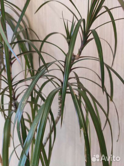 Комнатный цветок Драцена