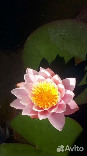 Нимфеи для пруда