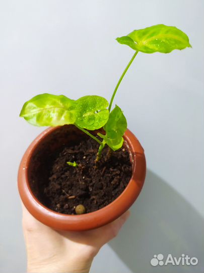 Сингонии Голден Аллюжн