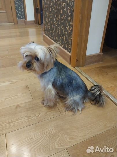 Йоркширский терьер вязка