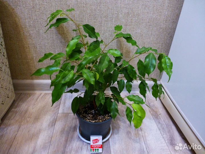 Фикус бенджамина Голден Моник