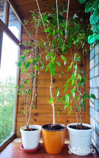 Фикус Бенджамина