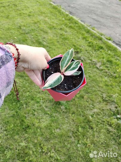 Строманта триколор