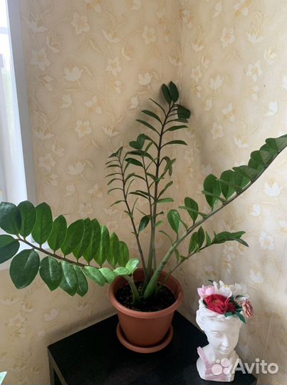 Замиокулькас