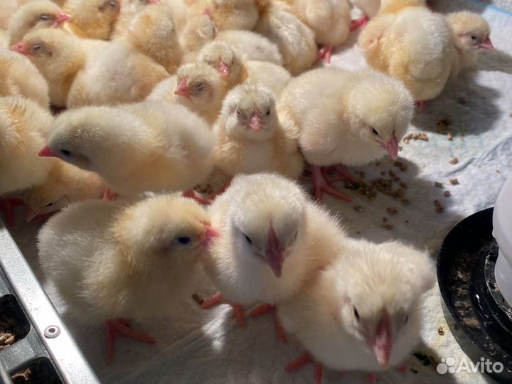 Цыплята бройлеры
