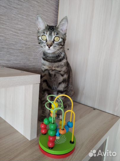 Кошечка в добрые руки