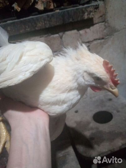 Молодые петушки