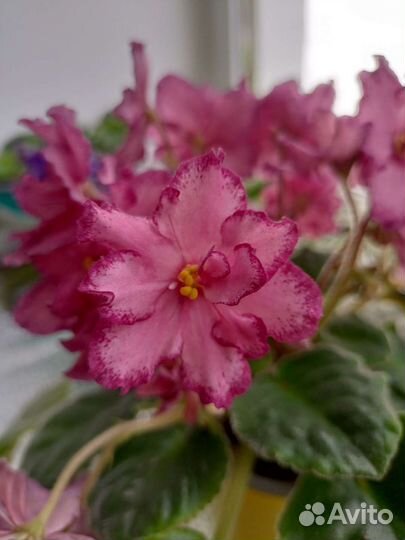 Сортовые фиалки