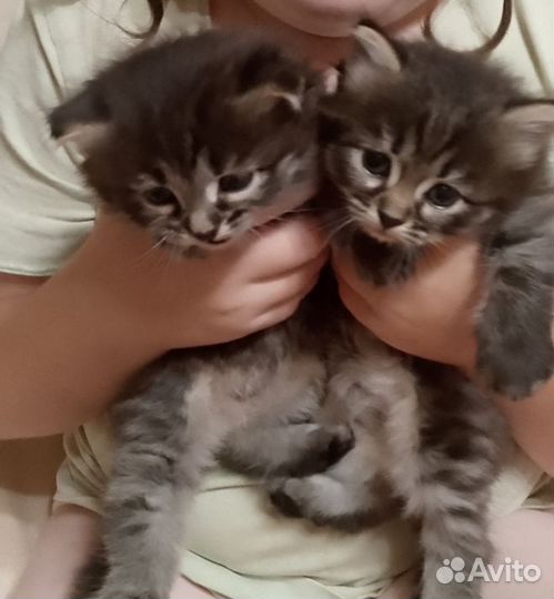 Сибирская+британец