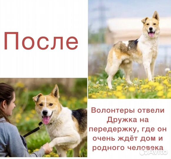 Собака в добрые руки