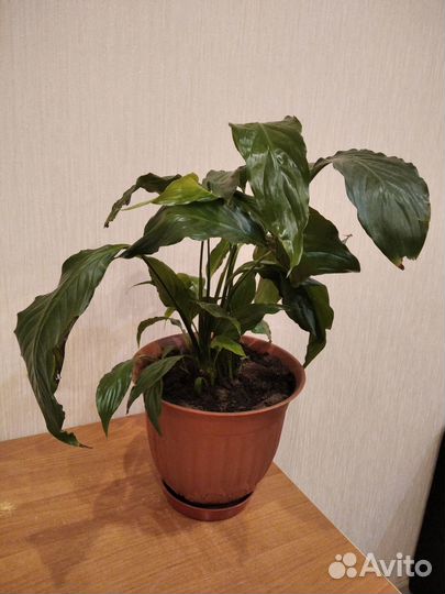 Комнатные цветы
