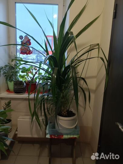 Комнатные цветы