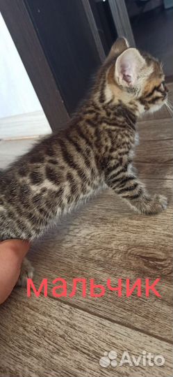 Бенгальская