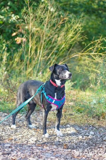 Полюшка ищет дом