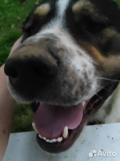 Алабай на случку