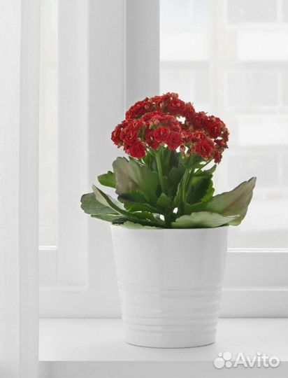 Искусственное растение Фейка, Икеа, Кашпо