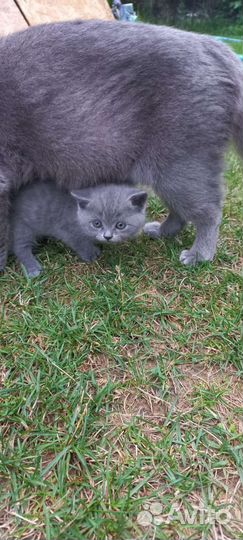 Британские котята