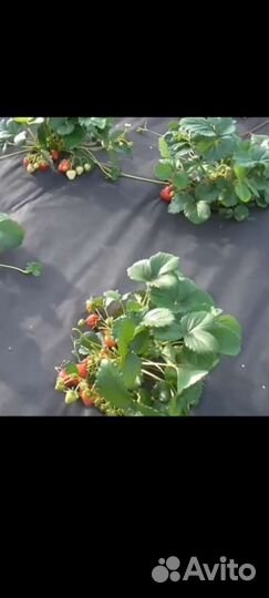 Рассада ремонтантной клубники Фламенко