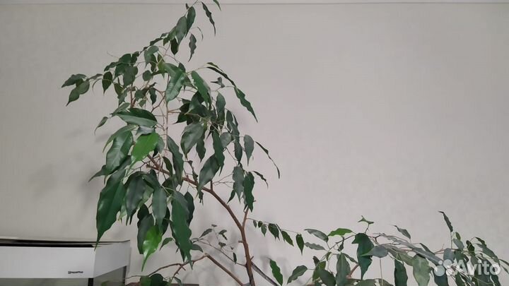 Фикус бенджамина в кадке