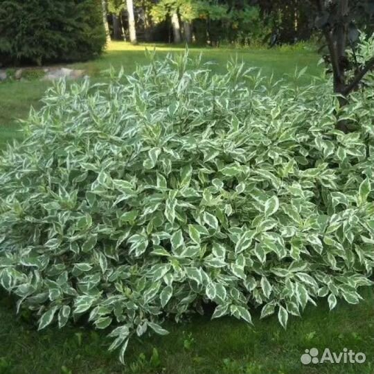 Дерен белый Сибирика вариегата