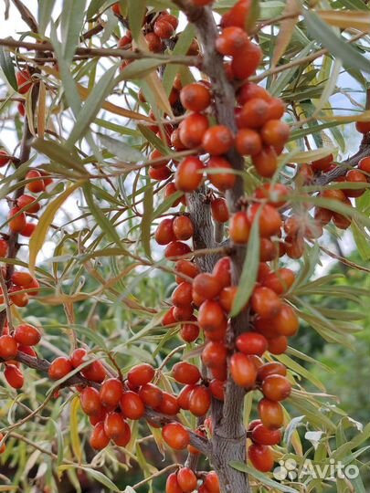 Облепиха саженцы