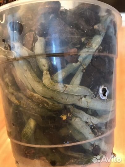 Орхидея фаленопсис (не цветёт)