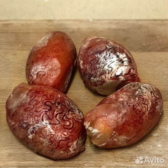 Семенники бычьи с/м