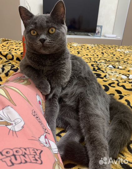 Шотландская кошка