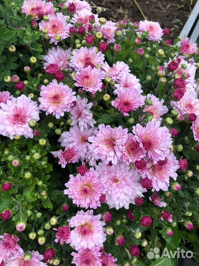 Хризантемы мультифлора