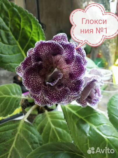 Детки сортовых фиалок